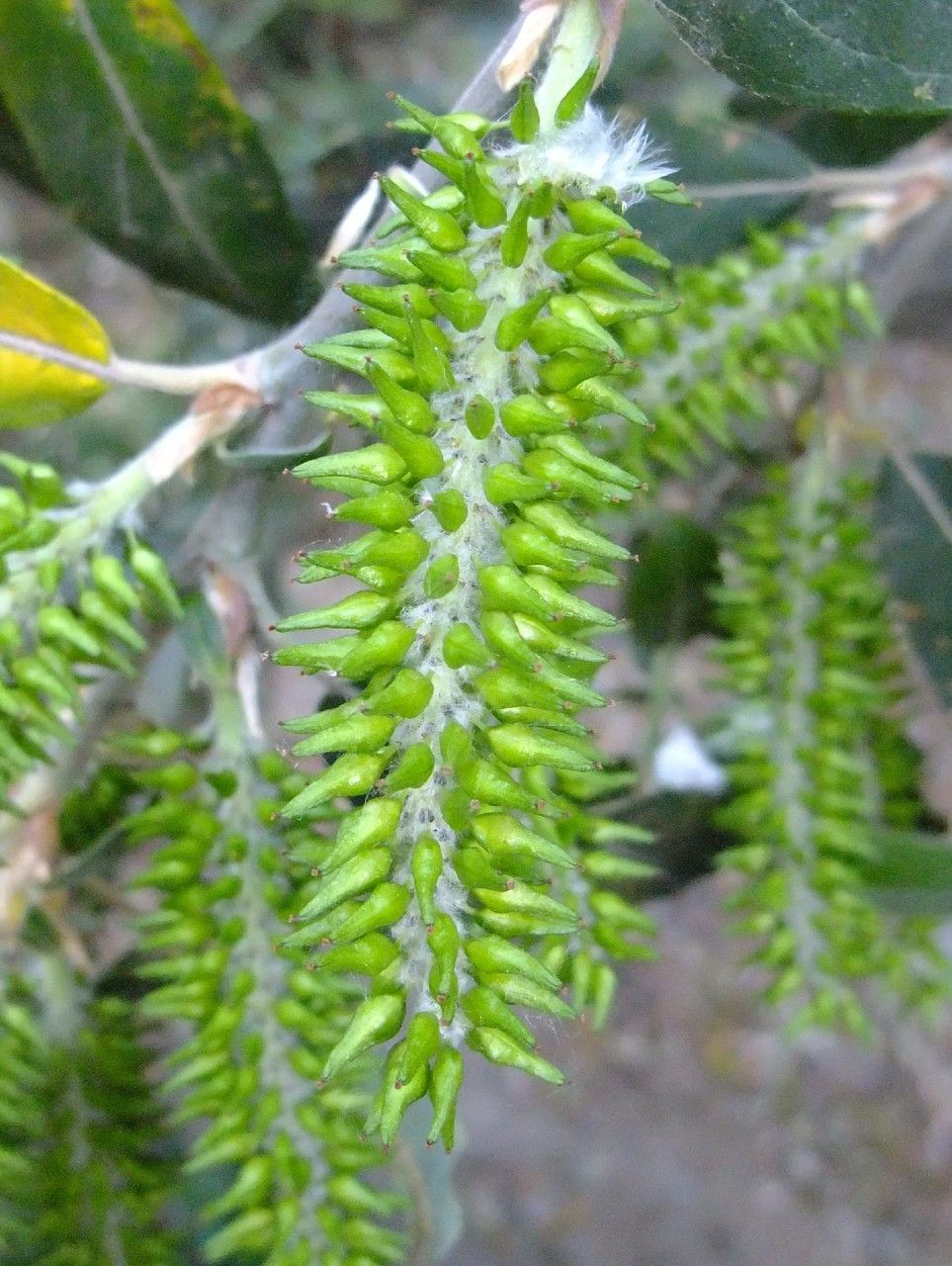 Salix pedicellata fruit