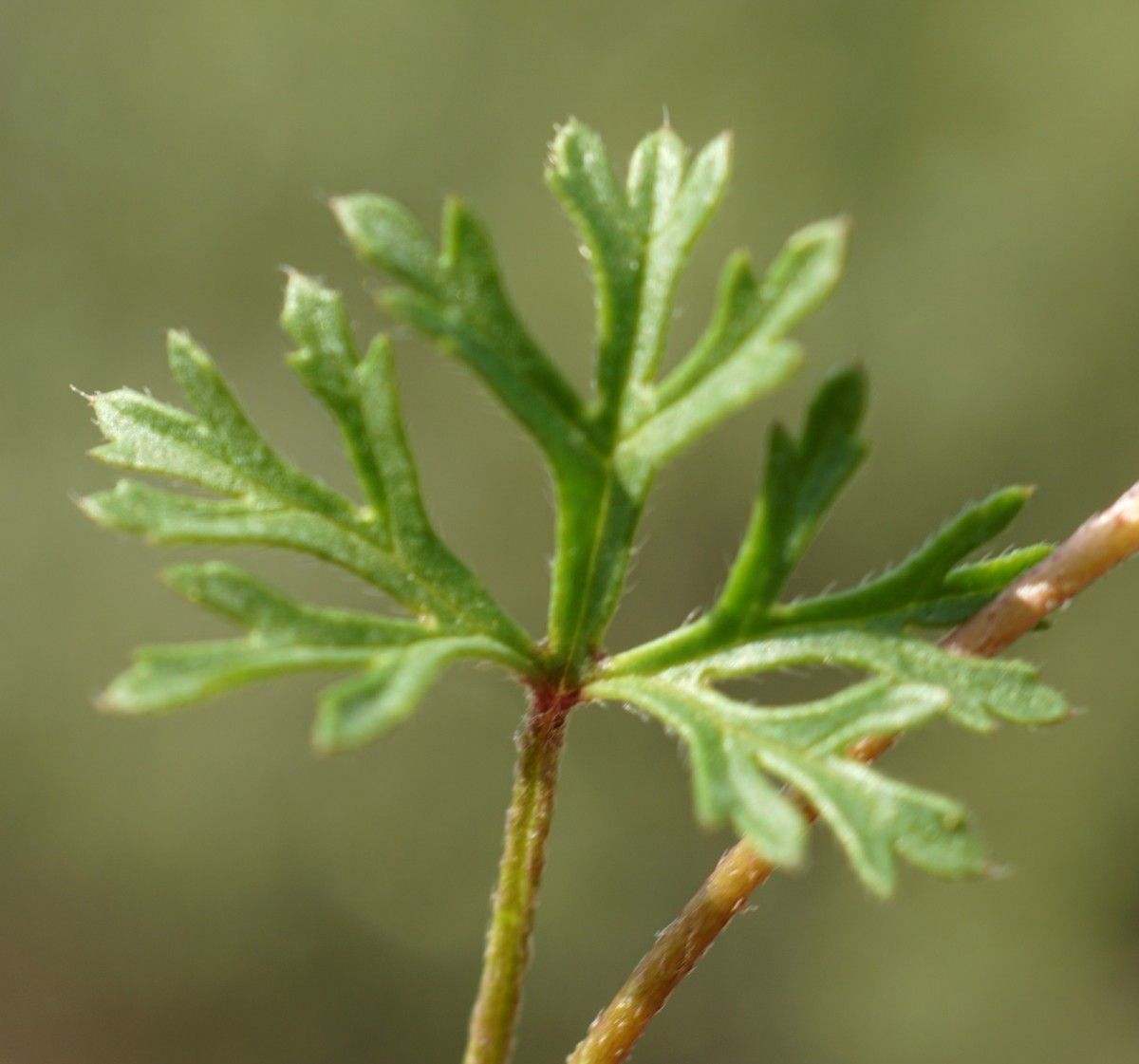 Malva aegyptiaca leaf