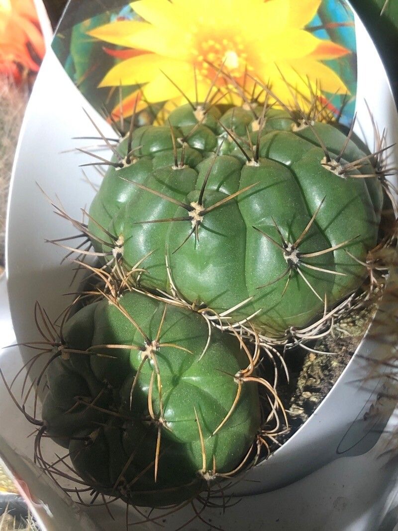 Matucana aureiflora — related species from the same genus