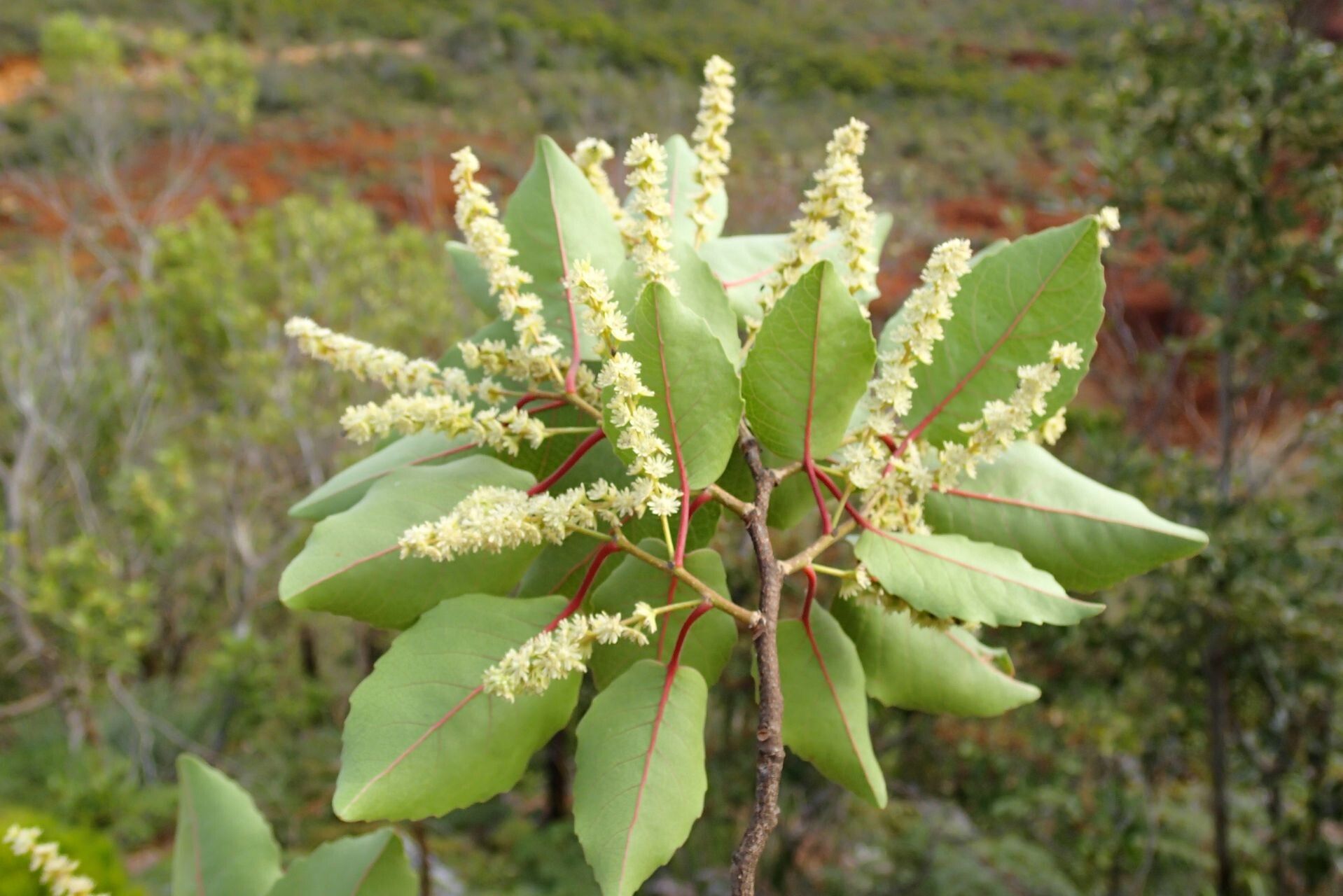 Homalium austrocaledonicum flower