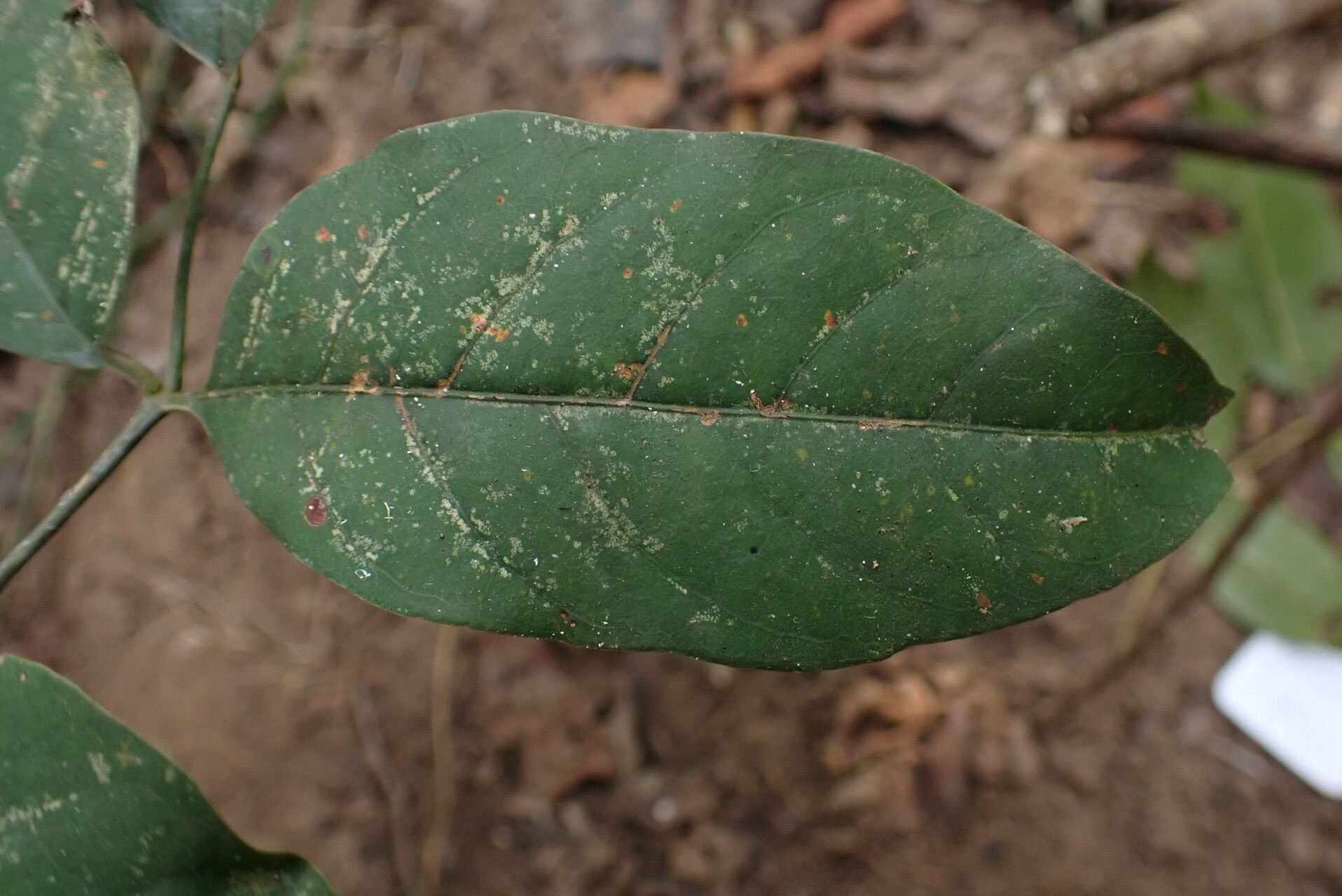 Lannea nigritana leaf