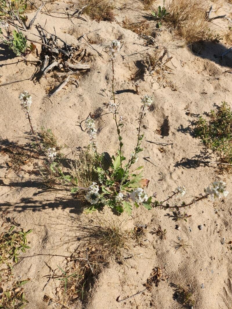 Dithyrea californica — houseplant care guide