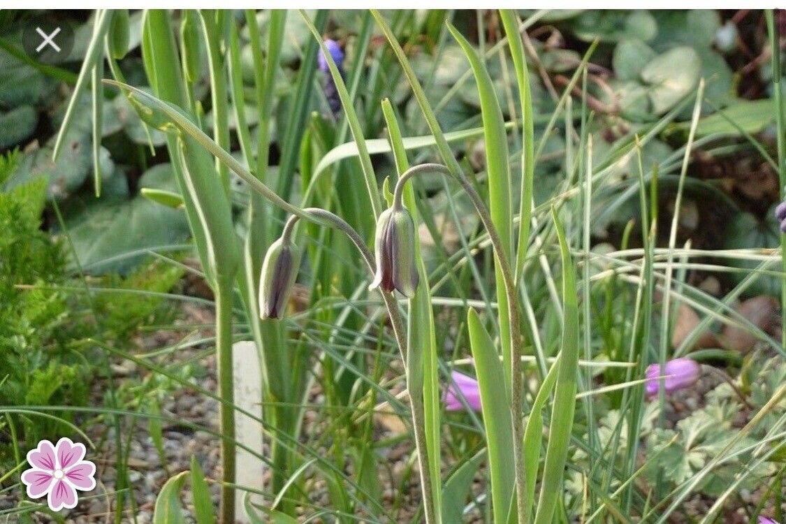 Fritillaria sinica — houseplant care guide