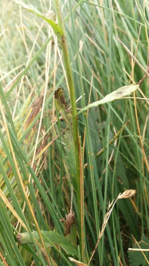 Leucanthemum heterophyllum — houseplant care guide