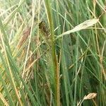 Leucanthemum heterophyllum