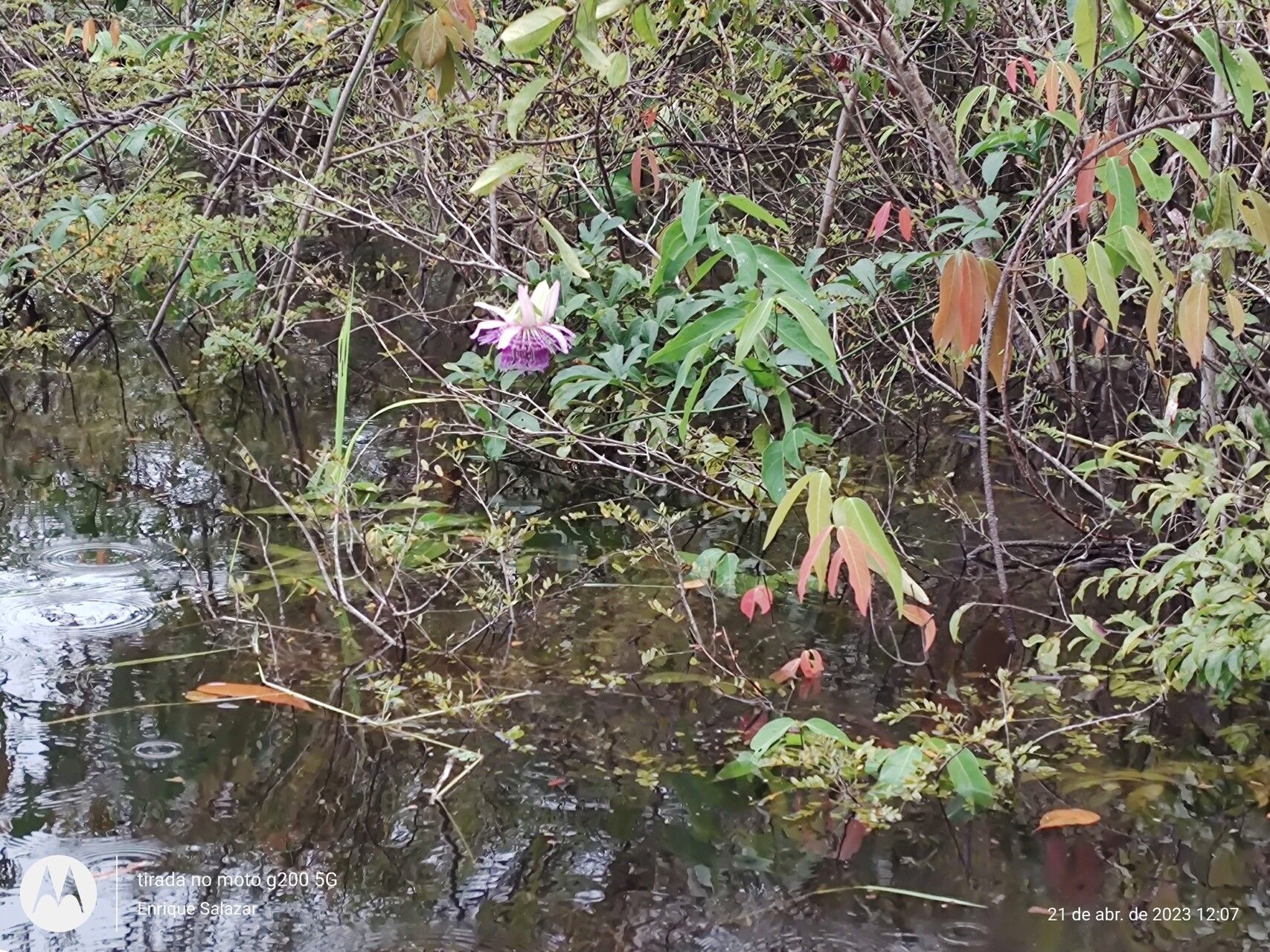 Passiflora phellos habit