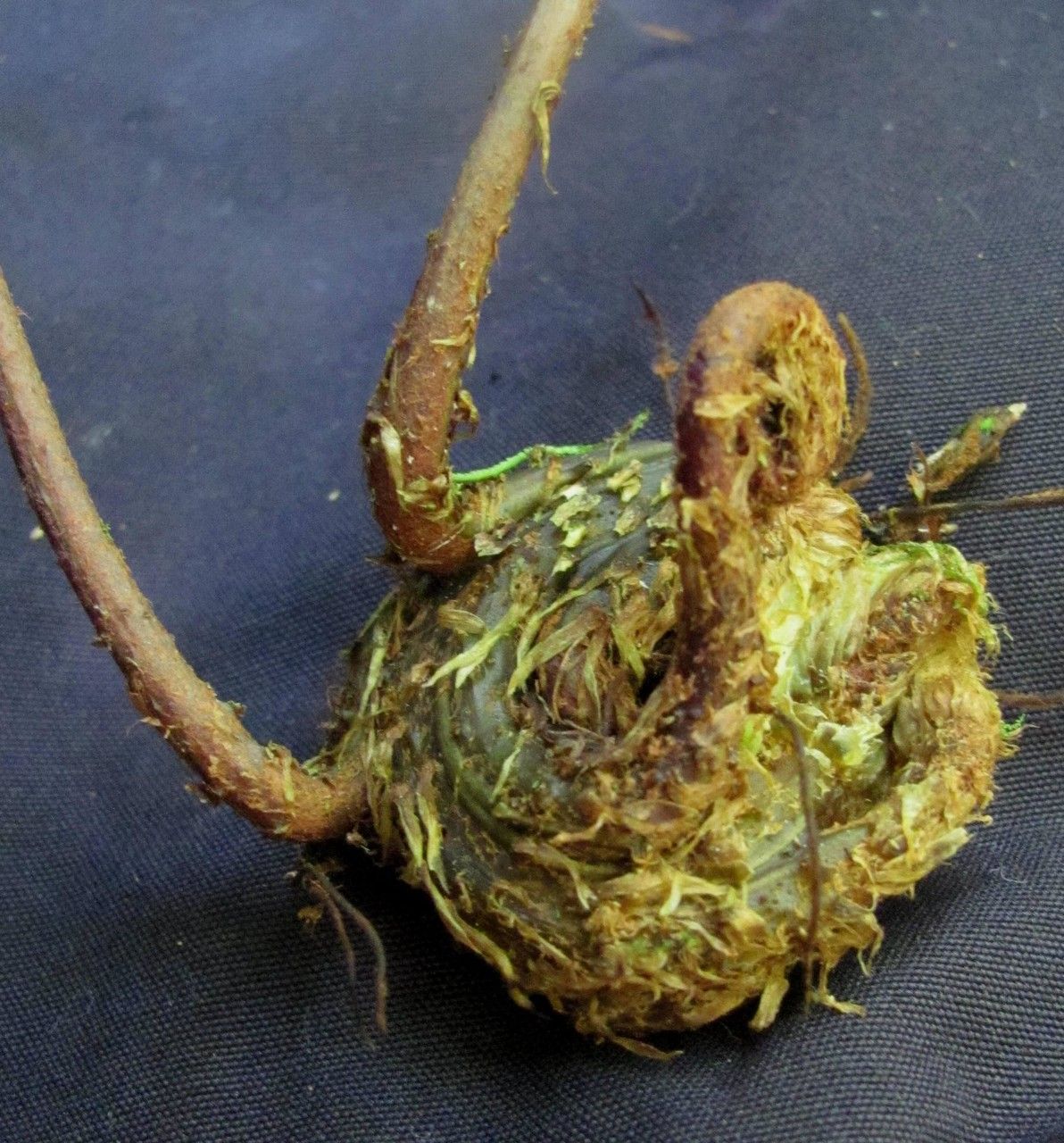 Lomariopsis maxonii fruit