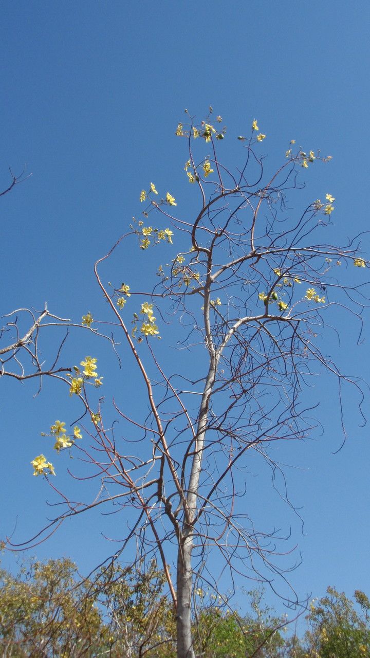 Cochlospermum fraseri bark