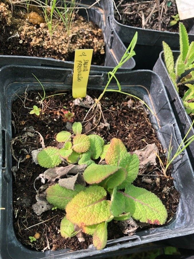 Salvia przewalskii — houseplant care guide