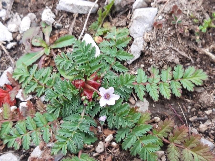 Erodium cheilanthifolium flower