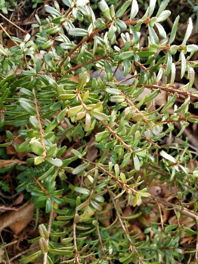 Paxistima canbyi — search result for 'Celastraceae'