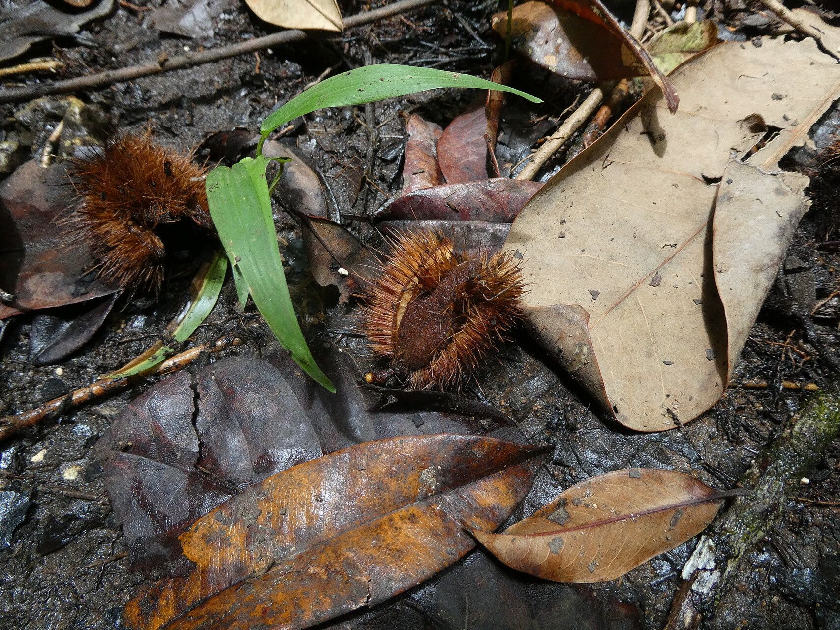 Sloanea truncata fruit
