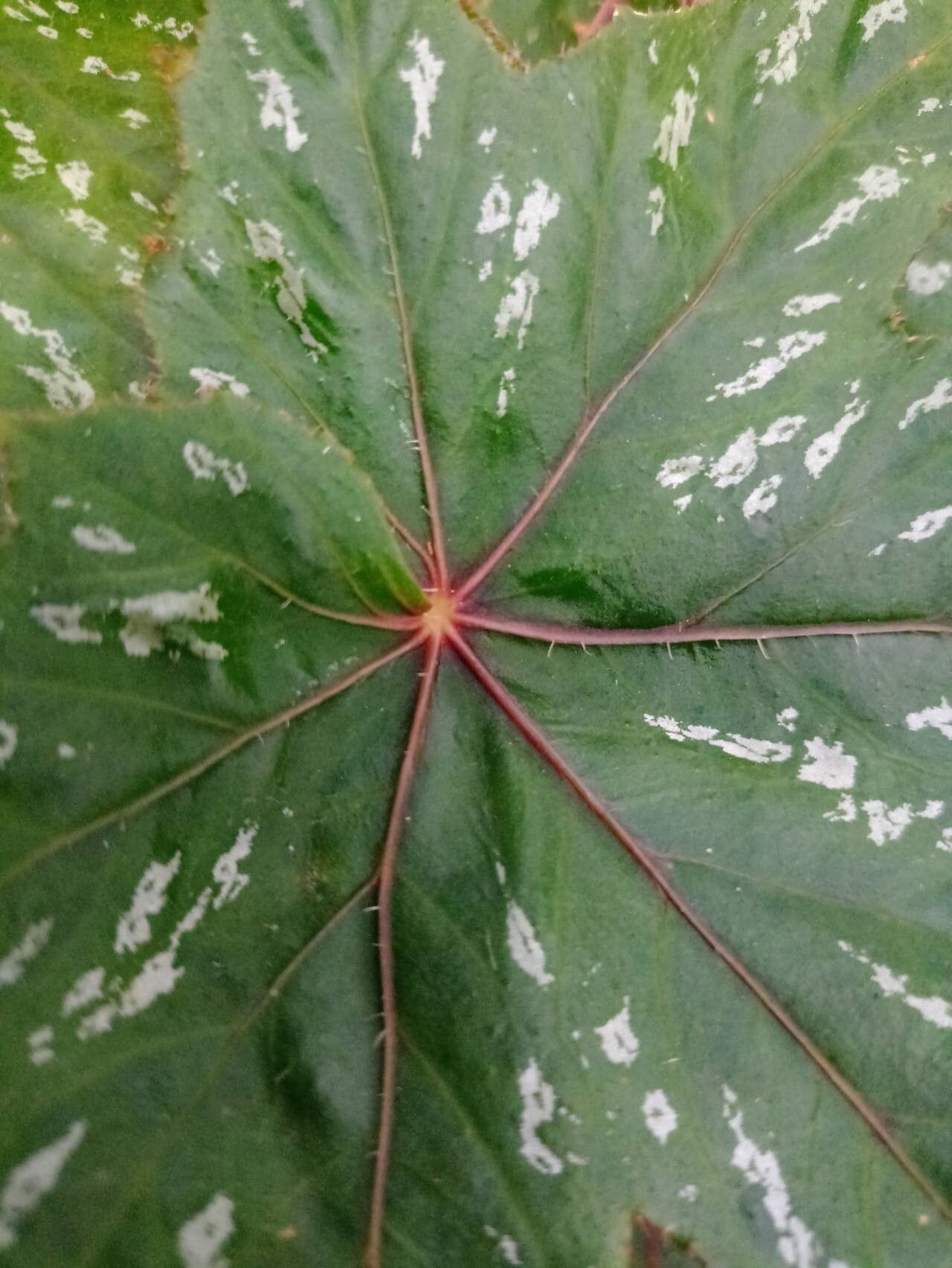 Begonia acerifolia leaf