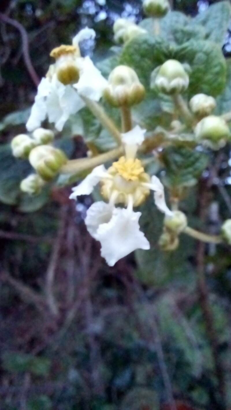 Banisteriopsis argyrophylla — related species from the same genus