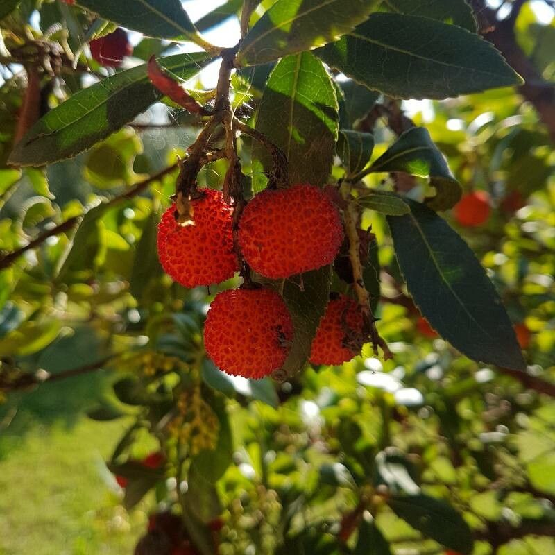 Arbutus xalapensis fruit