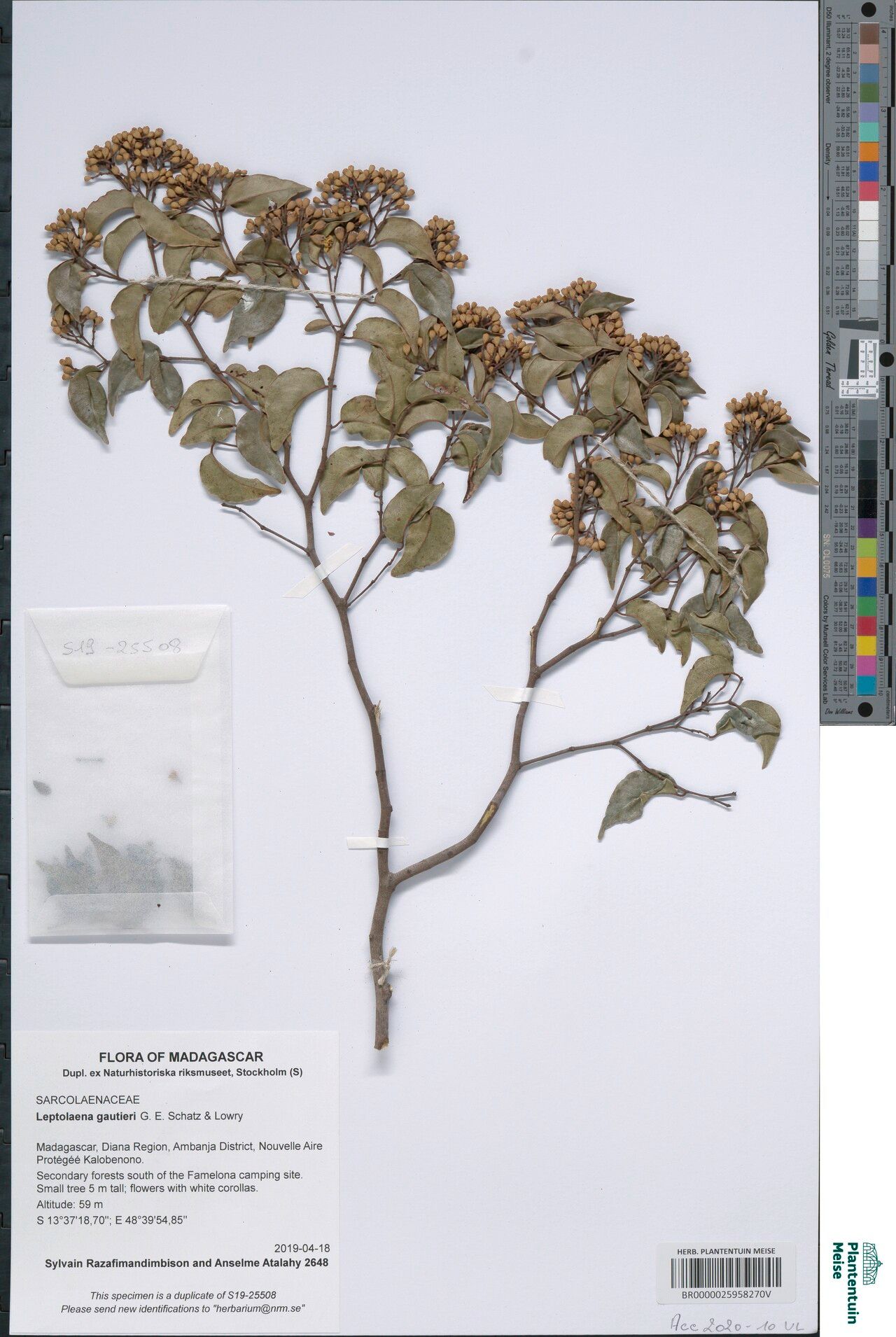 Leptolaena gautieri — related species from the same genus