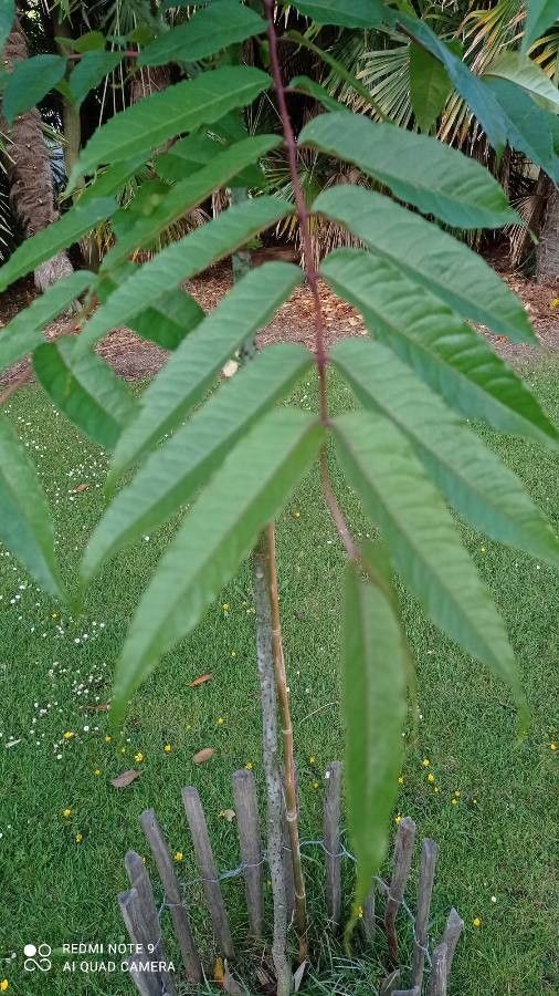 Zanthoxylum ailanthoides leaf