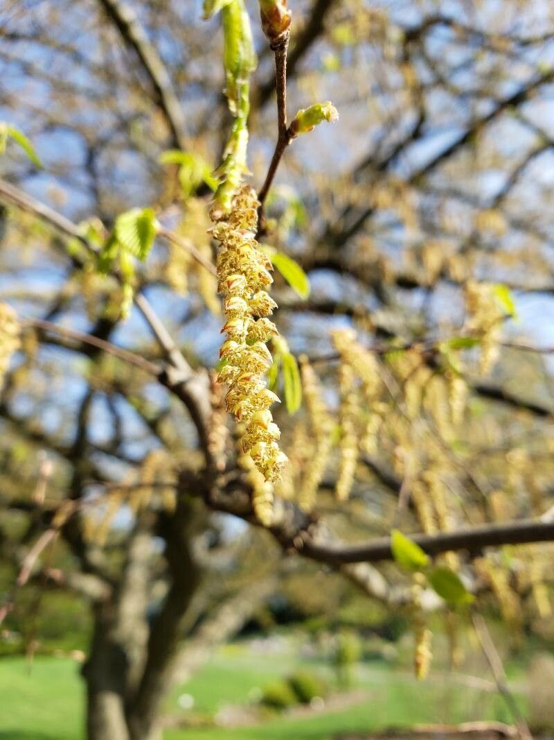 Carpinus tschonoskii flower