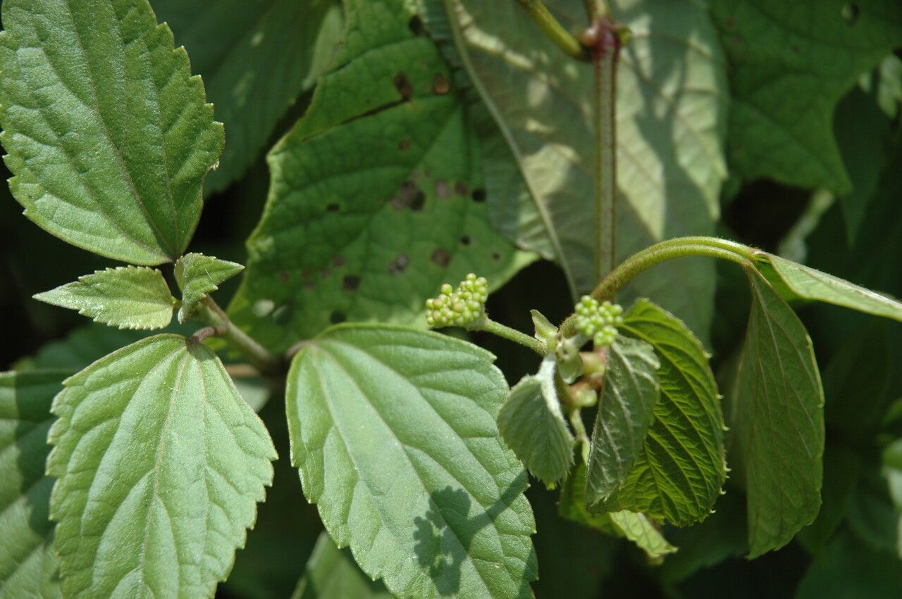 Cissus assamica habit