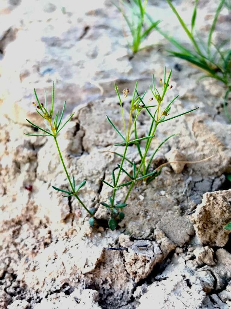 Galium setaceum leaf