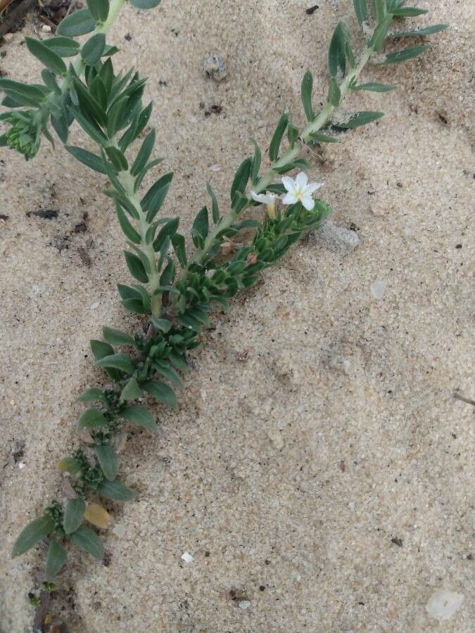 Euploca polyphylla — search result for 'Euploca'