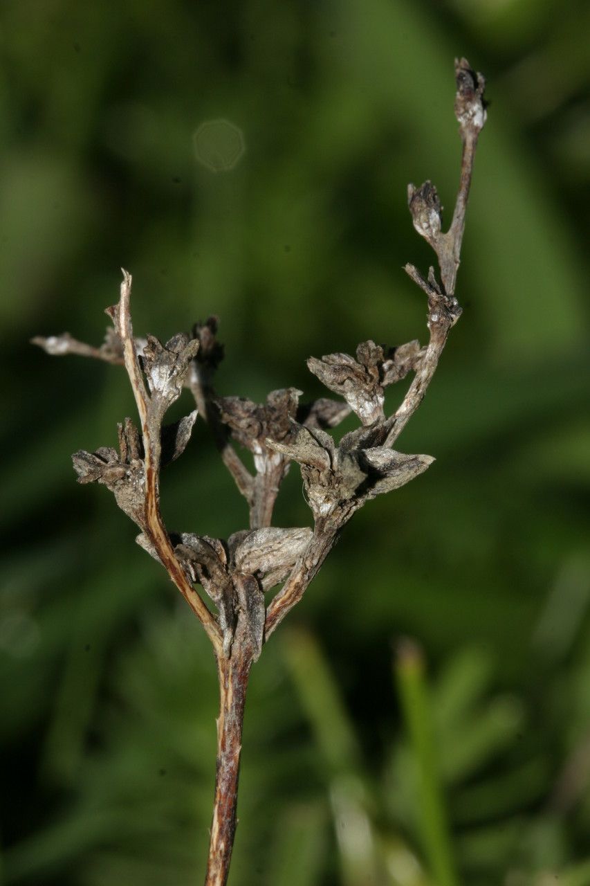 Sedum tuberosum flower