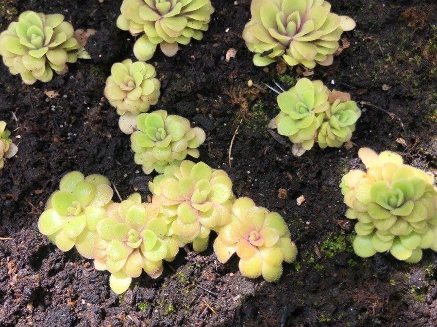 Pinguicula moranensis leaf