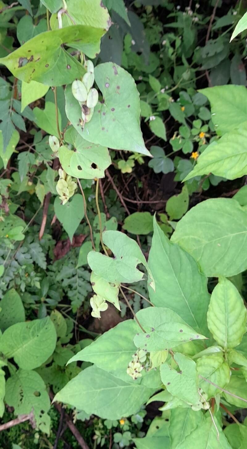Dioscorea megalantha habit