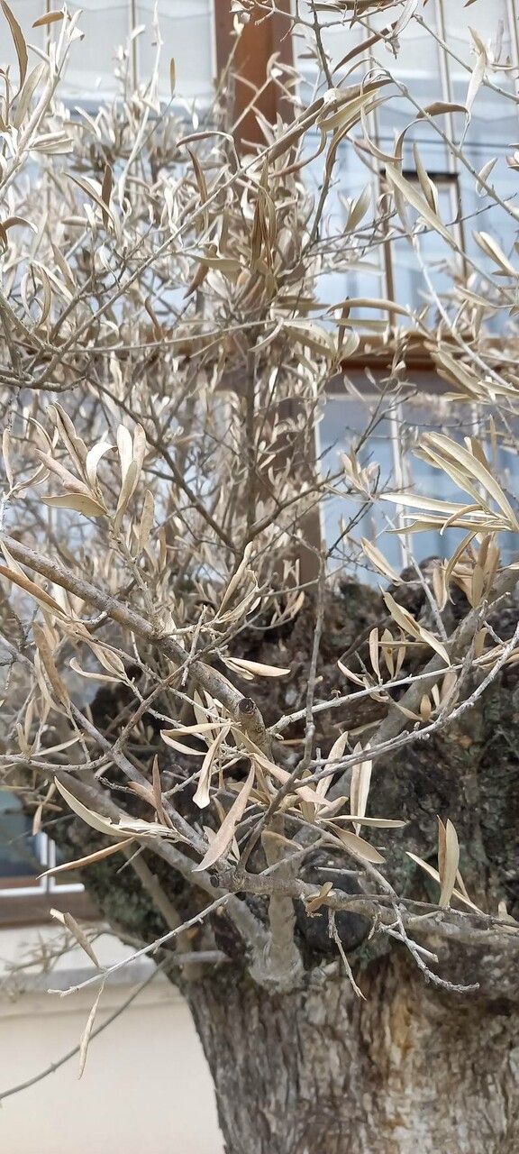 Atriplex canescens leaf