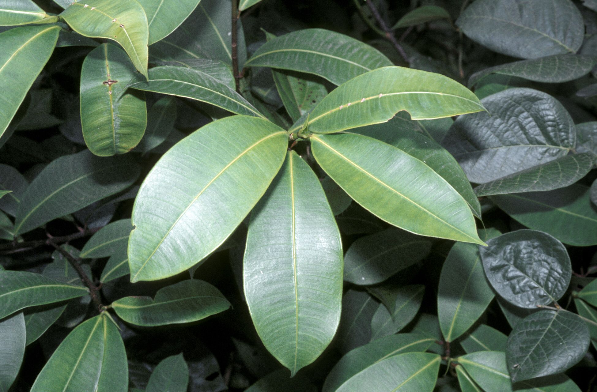 Ficus crassivenosa leaf