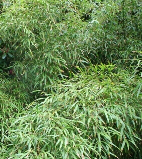 Chimonobambusa tumidissinoda habit