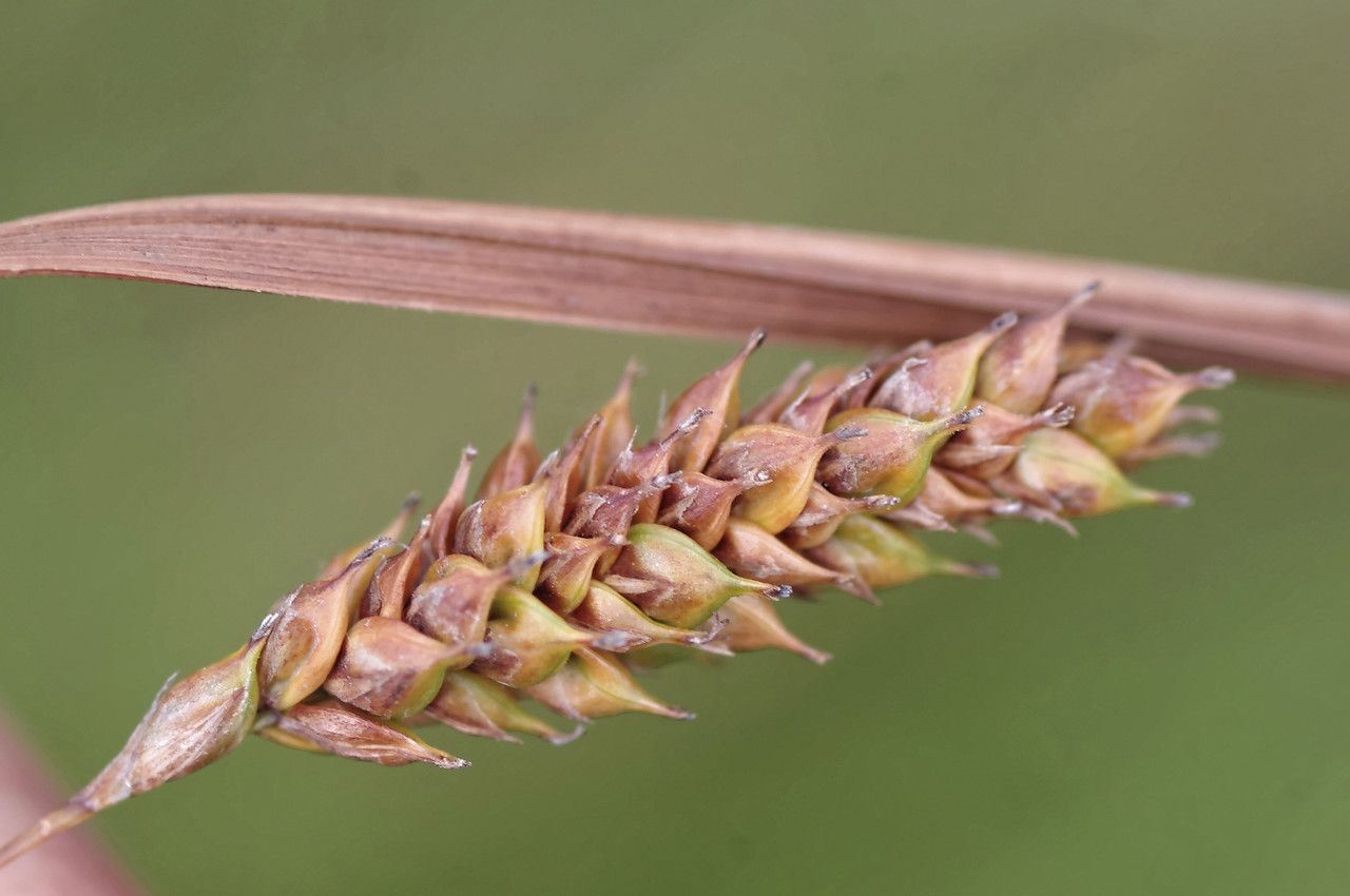 Carex binervis fruit