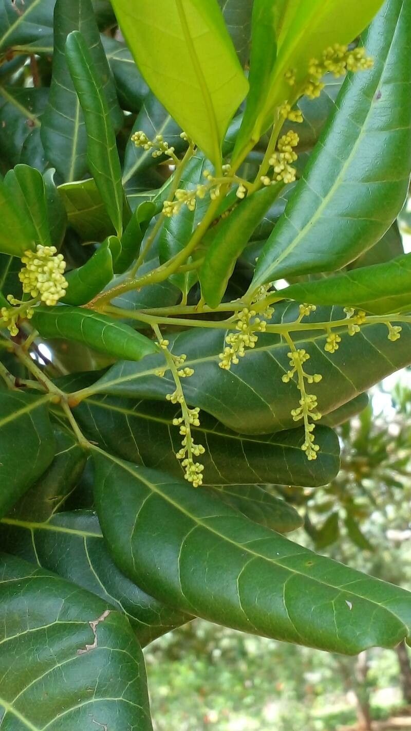 Mezilaurus crassiramea other