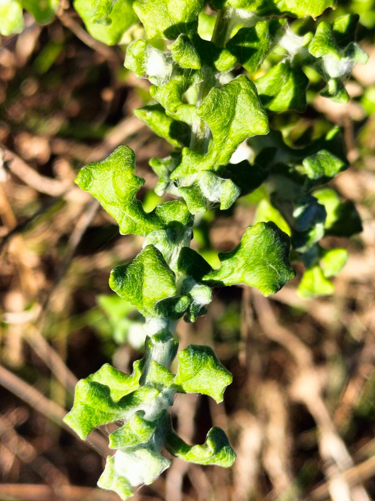Helichrysum patulum — search result for 'Helichrysum'