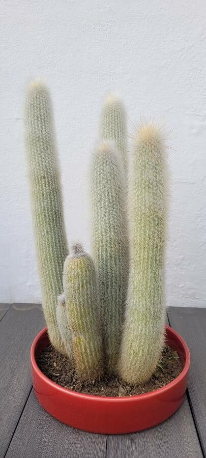 Espostoa senilis leaf