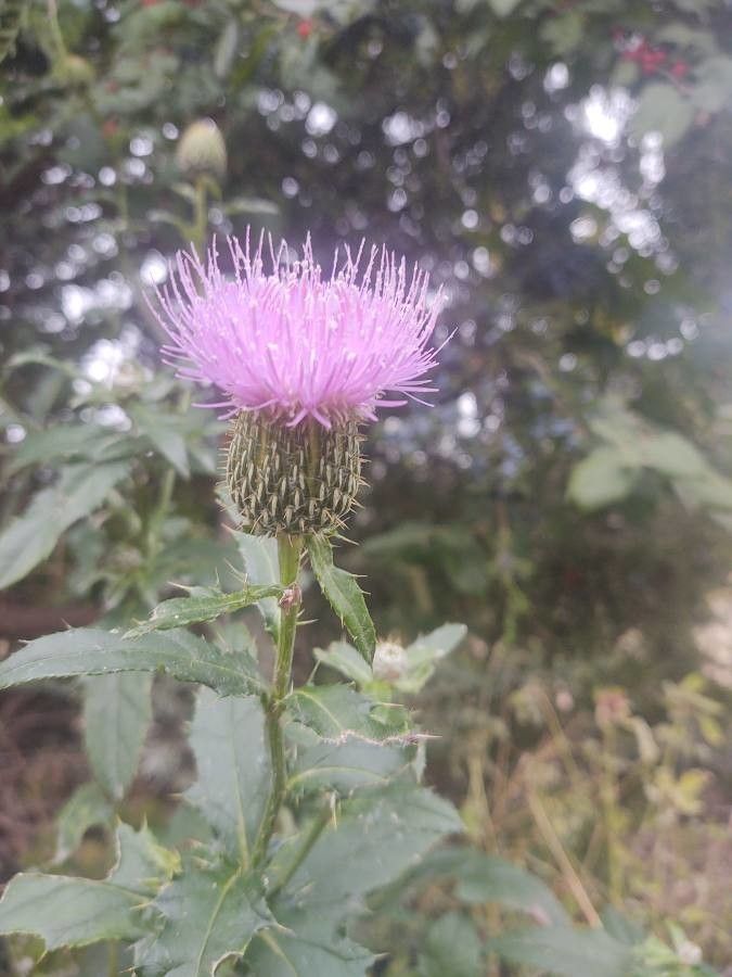 Cirsium altissimum flower