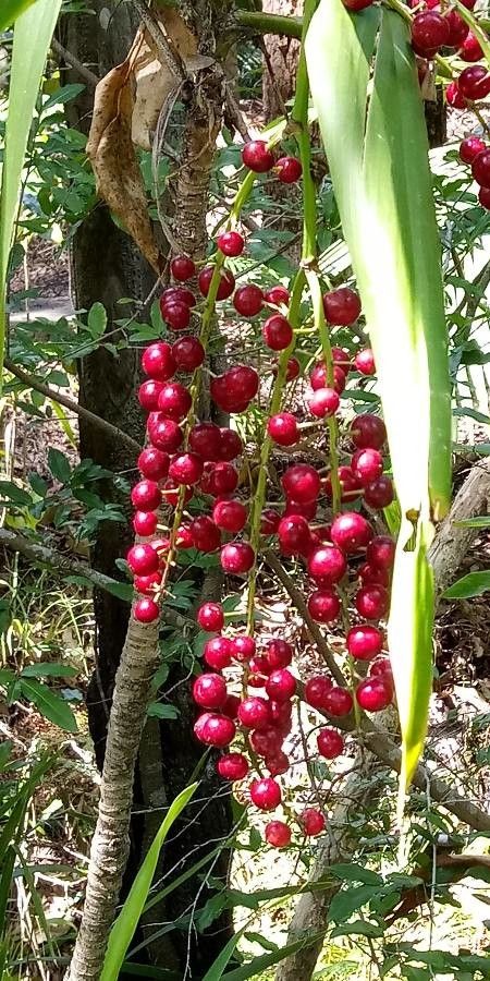 Cordyline indivisa fruit
