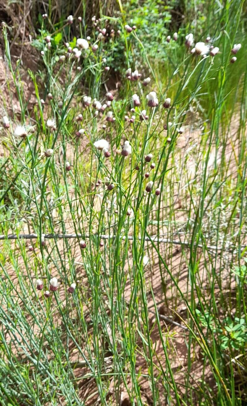 Baccharis juncea habit