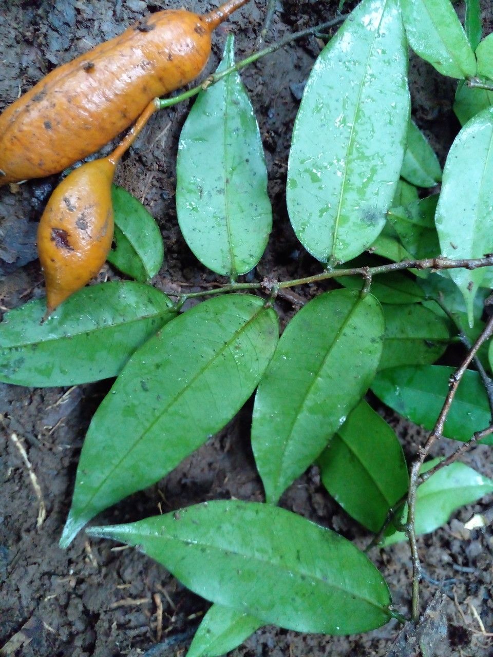 Swartzia costaricensis — houseplant care guide