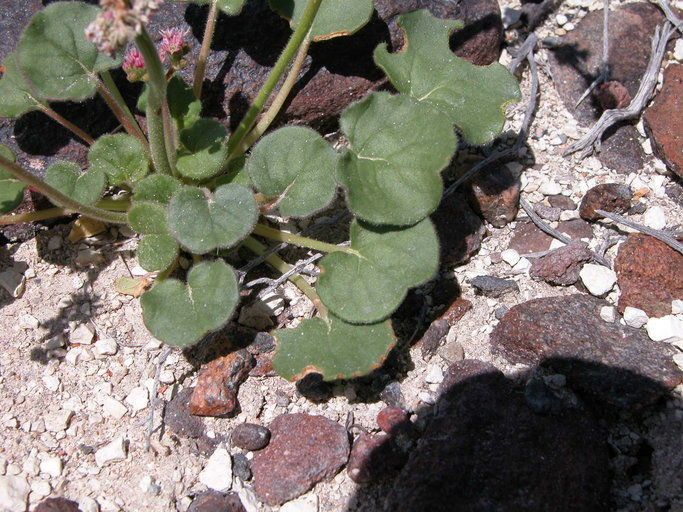 Eriogonum lemmonii habit
