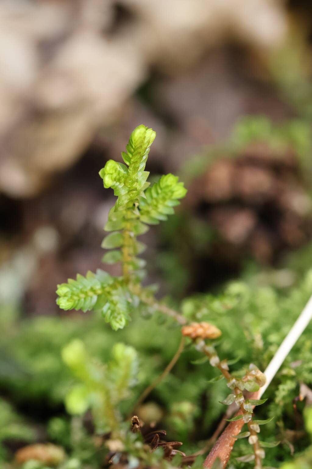 Selaginella remotifolia — houseplant care guide