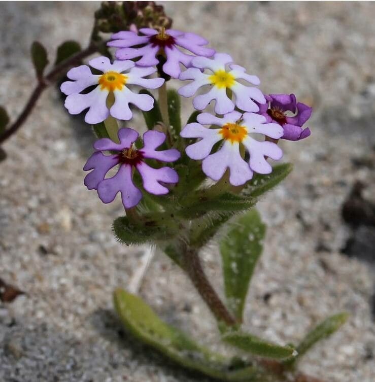 Zaluzianskya villosa — related species from the same genus
