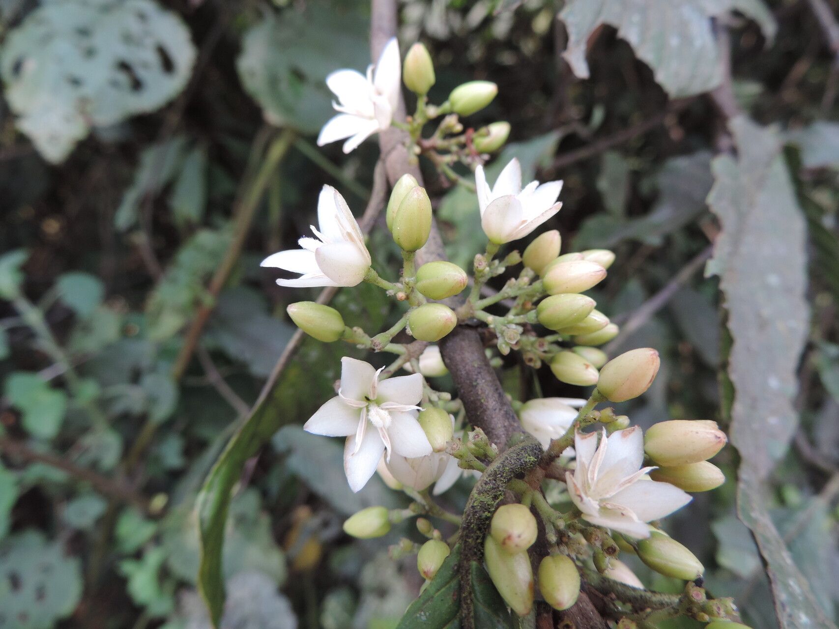 Galiniera saxifraga flower