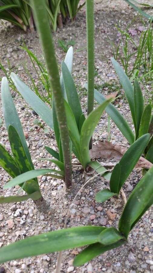 Nerine sarniensis — related species from the same genus