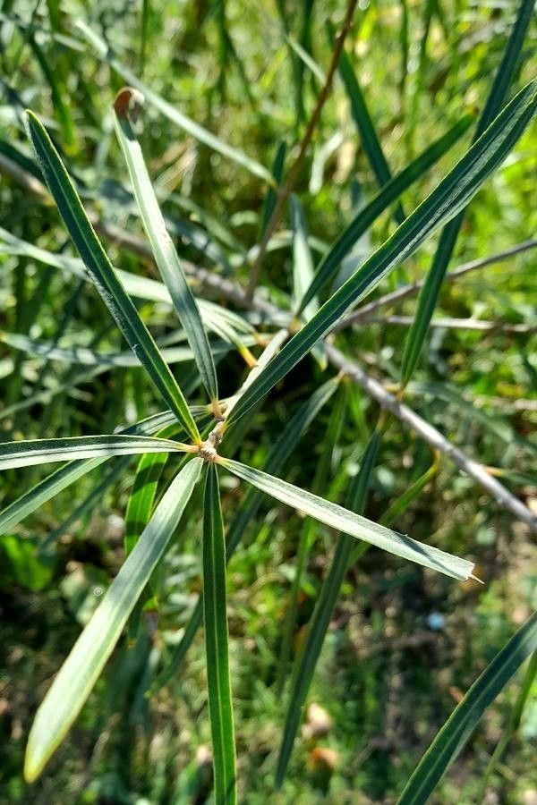 Sapium haematospermum leaf
