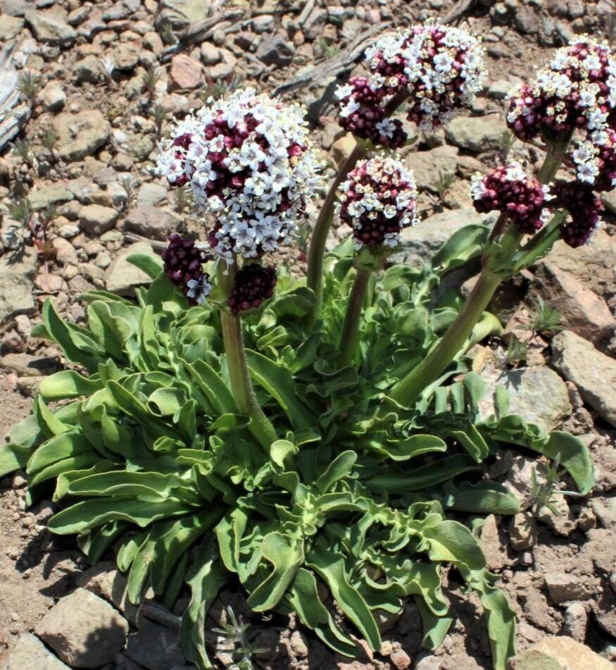 Valeriana papilla — search result for 'Valeriana'