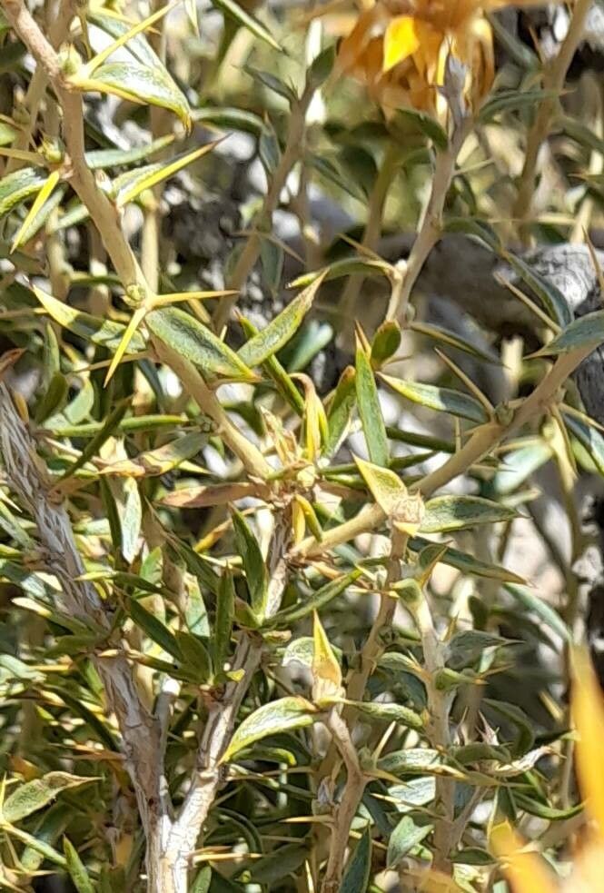 Chuquiraga oppositifolia leaf