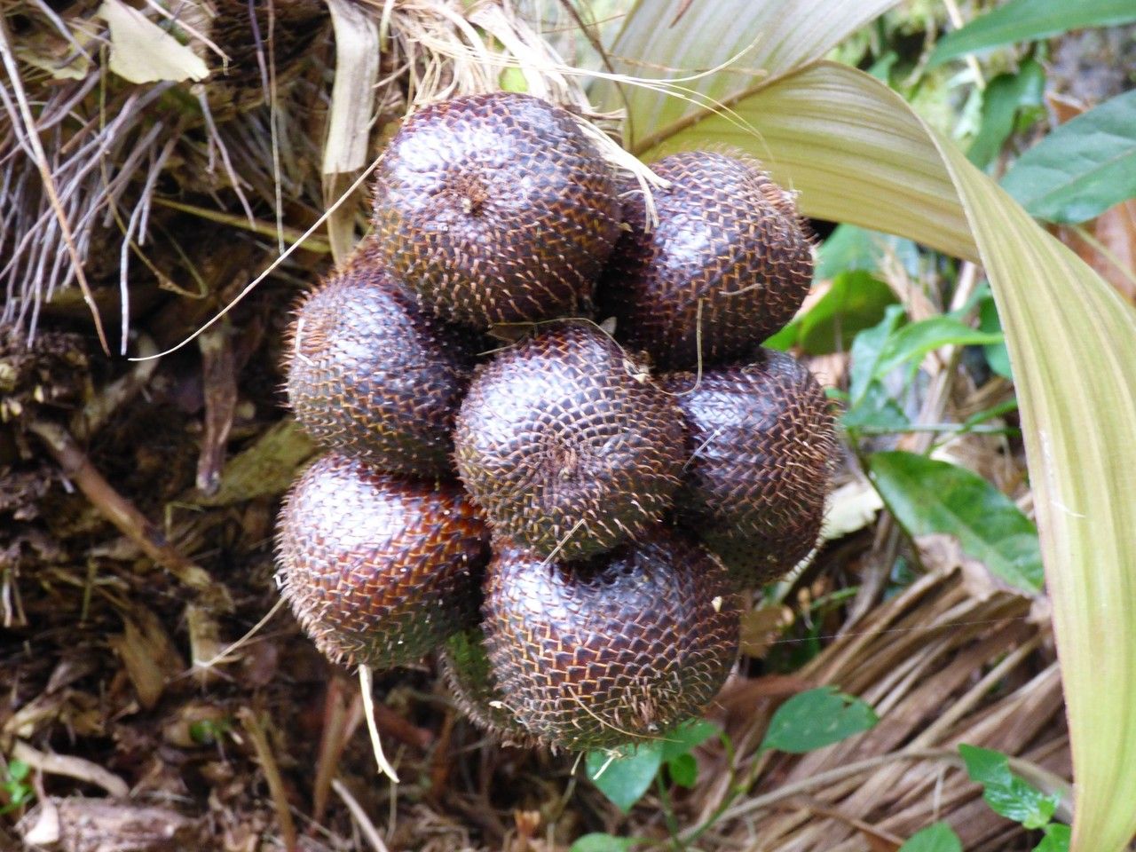 Salacca zalacca fruit