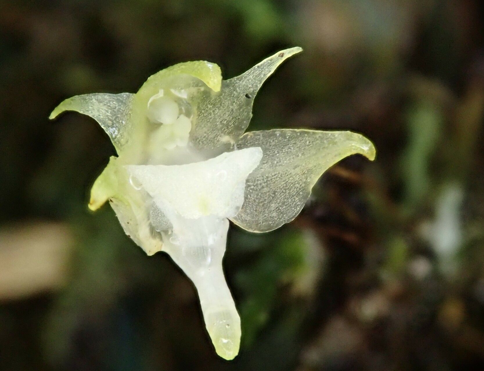 Aeranthes adenopoda flower