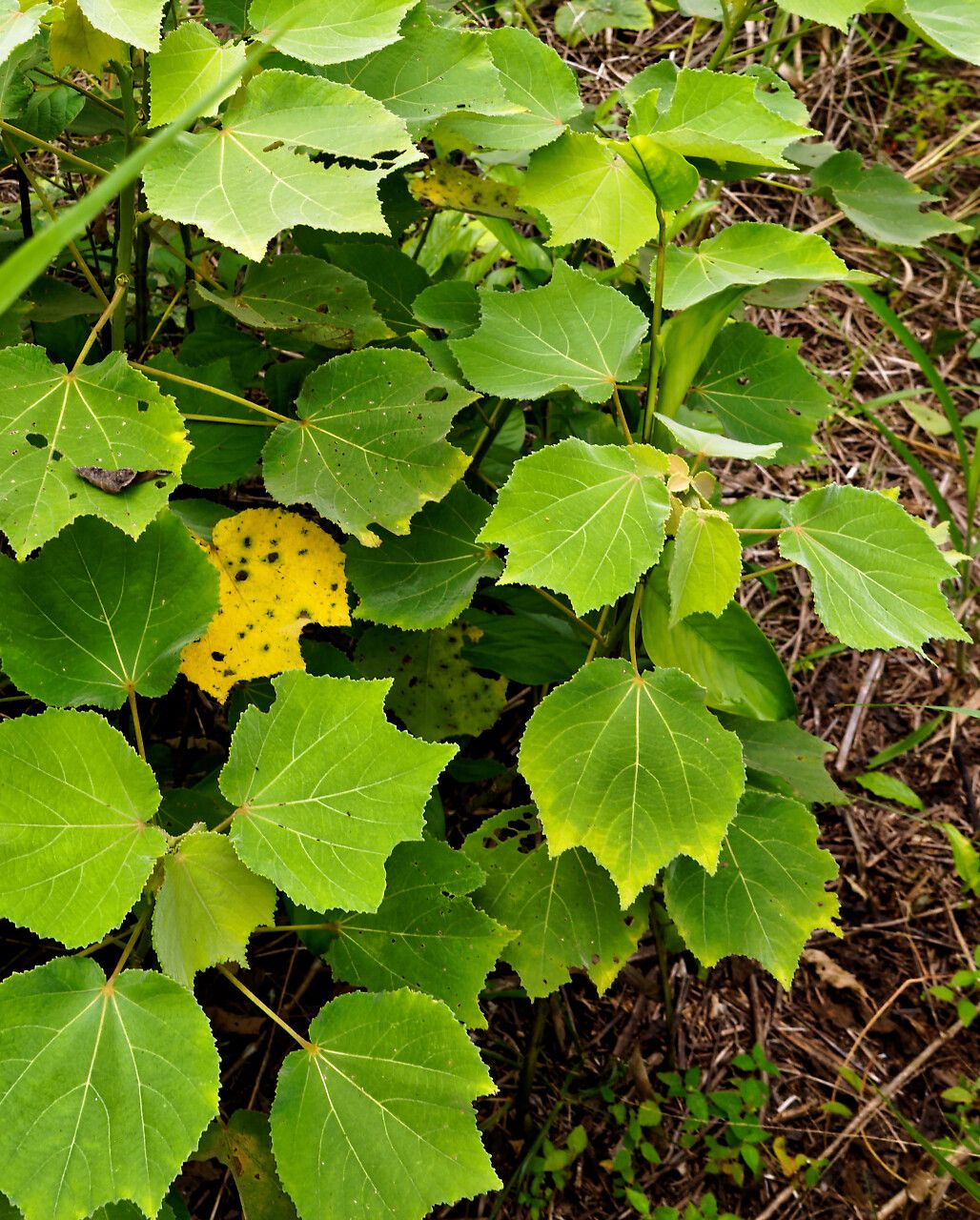 Triumfetta cordifolia habit